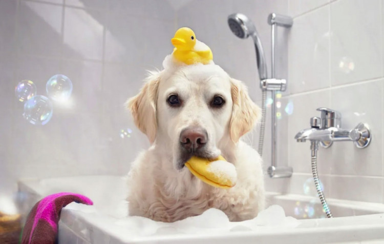 Dctr.Go Шампунь-бальзам для животных Sнampoo Therapy "Мультиуход" 1000 ml в Новом Уренгое